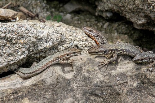 Roplys,  Pobūdį,  Driežas,  Gyvūnas,  Gyvūnijos