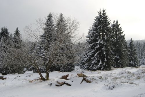Derva, Torfhaus, Žiema, Sniegas, Žiemą