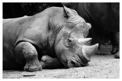 Rhino, Gyvūnai, Zoologijos Sodas