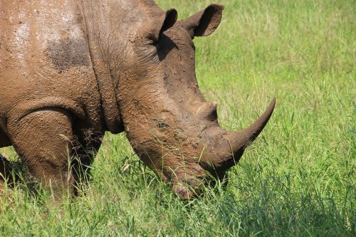 Rhino, Kruger, Nacionalinis Parkas, Laukinė Gamta, Iš Arti
