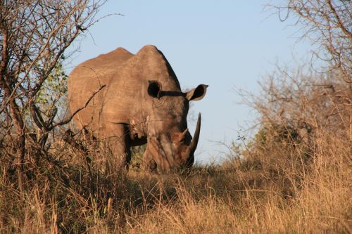 Rhino, Afrika, Pachyderm, Raganos