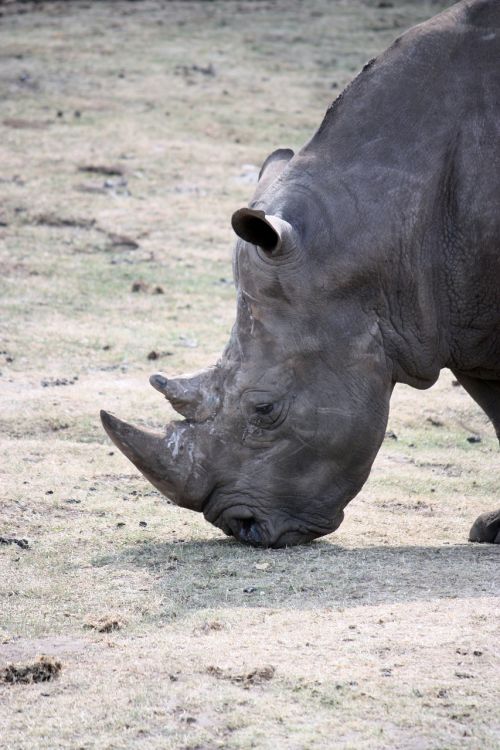 Rhino, Laukinis Gyvūnas, Gyvūnas, Afrika, Didelis Žaidimas, Raganos, Pachyderm, Portretas
