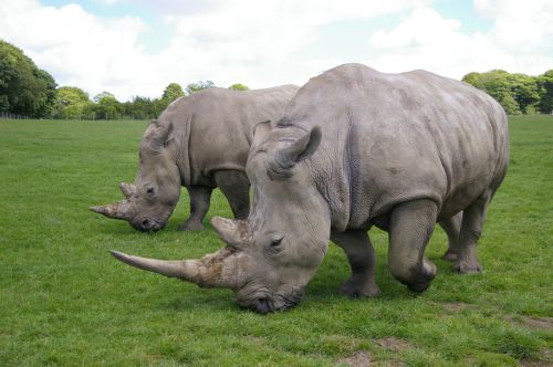 Rhino, Parkas, Safari, Laukiniai, Žinduoliai, Gyvūnai, Laukinė Gamta, Žolė
