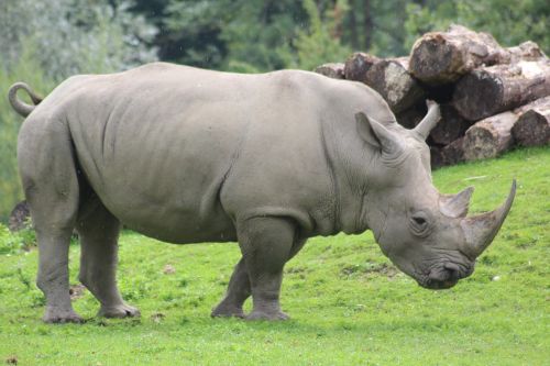 Rhino, Zoologijos Sodas, Gamta, Didelis, Sunku, Gyvūnas