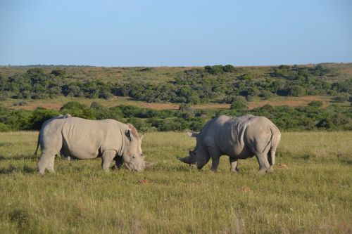 Rhino, Safari, Afrika, Gyvūnas