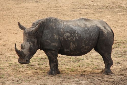 Rhino, Įdomus, Nuotykis, Safari, Vaizdingas, Gražus, Įdomus, Pateikti, Mabula, Mabula Žaidimų Namelis, Johanesburgas, Pietų Afrika