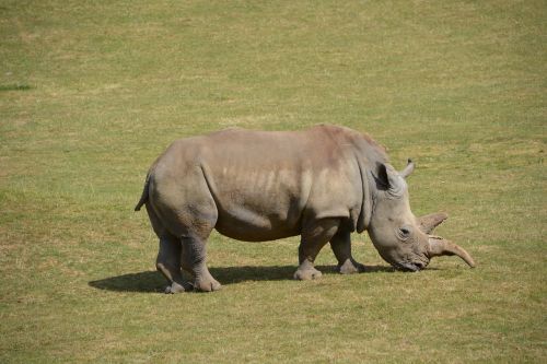 Rhino, Laukinė Gamta, Safari, Žinduolis, Pievos, Gyvūnai