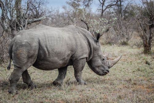 Rhino, Laukiniai, Gyvūnas, Laukinė Gamta, Raganos, Gamta, Didelis, Afrika