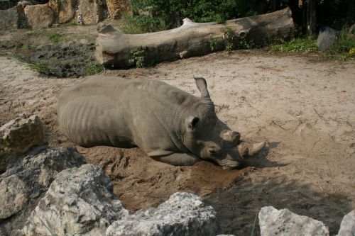 Rhino, Zoologijos Sodas, Fauna Afrika