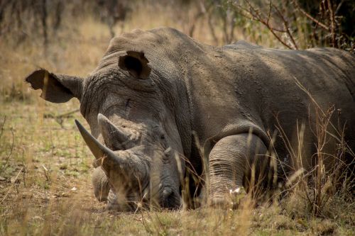 Rhino, Afrika, Nykstantis, Žaidimas, Brakonieriavimas, Apsauga