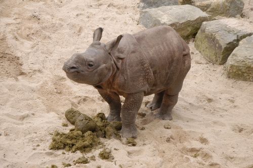 Rhino, Zoologijos Sodas, Vilhelma