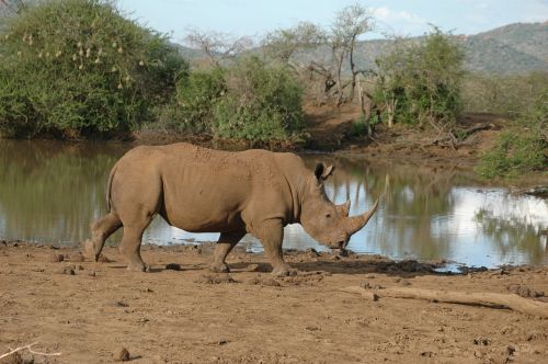Rhino, Pietų Afrika, Laukinių Gyvūnų Rezervas