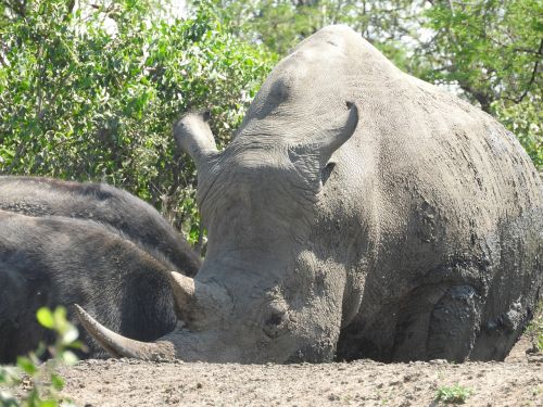 Rhino, Pietų Afrika, Hluhluwe, Nykstantis, Laukiniai, Raganos