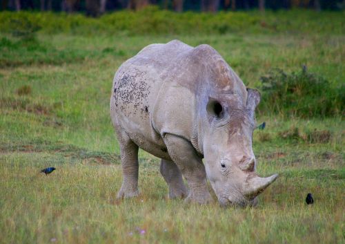 Rhino, Afrika, Safari, Didelis Žaidimas, Pachyderm