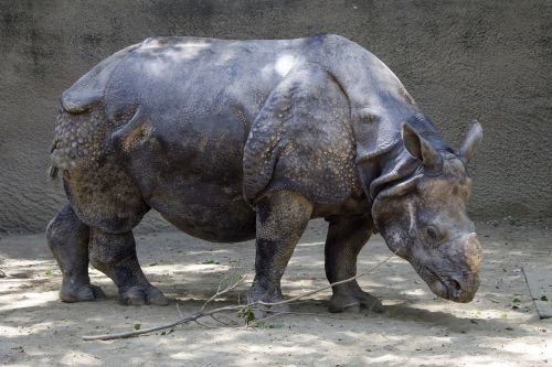 Rhino, Gyvūnas, Raganos, Afrika, Žinduolis, Gamta, Laukinė Gamta, Nykstantis, Zoologijos Sodas