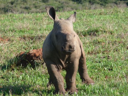 Rhino, Afrika, Laukiniai, Didelis Žaidimas, Safari, Gyvūnų Pasaulis, Pietų Afrika