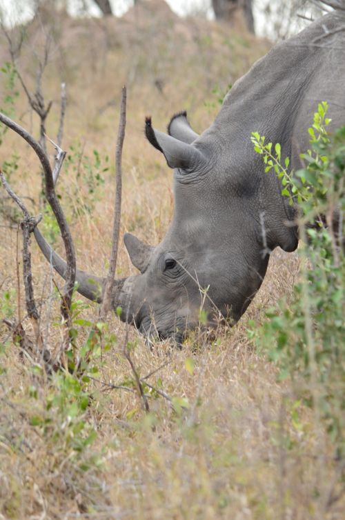 Rhino, Afrikos, Savanna, Pietų Afrika