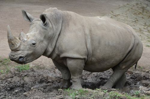 Rhino, Zoologijos Sodas, Gamtos Parkas, Safari, Žinduoliai, Gyvūnų Pasaulis, Raganos