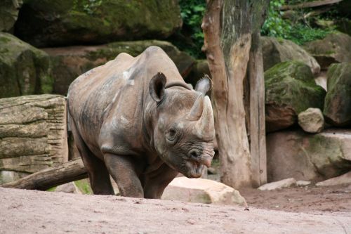 Rhino, Zoologijos Sodas, Gyvūnai, Gyvūnų Pasaulis, Lauko Gaubtai