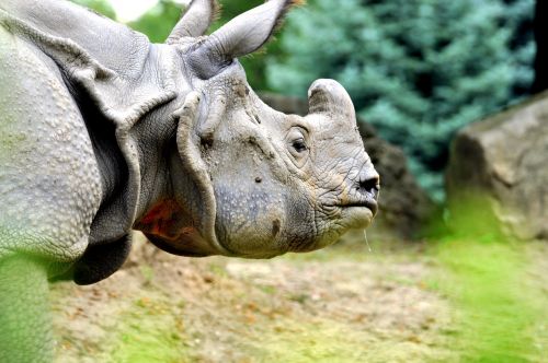 Rhino, Zoologijos Sodas, Ragas, Didelis Gyvūnas, Fauna Afrika