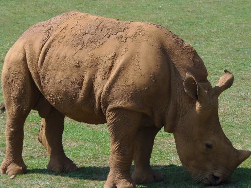 Rhino, Gyvūnas, Afrika, Safari, Gyvūnai, Laukiniai