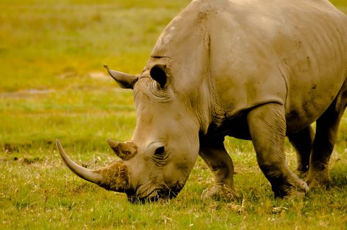 Rhino, Kenya, Gyvūnas, Afrika, Ragas