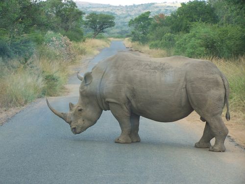 Rhino, Afrika, Pietų Afrika