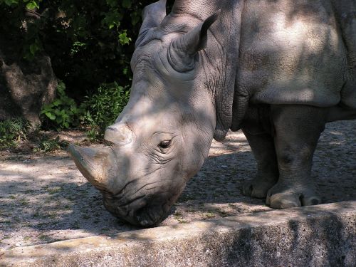 Rhino, Zoologijos Sodas, Safari, Žinduoliai