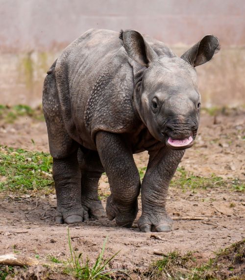 Rhino, Gyvūnas, Pachyderm, Rhino Baby, Rhino Jauni, Nürnberger Tiergarten, Smalsumas, Paleisti