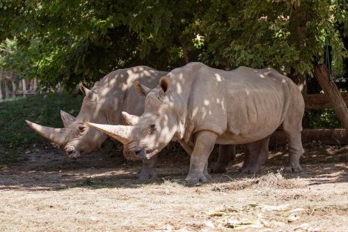 Rhino, Gyvūnas, Gamtos Parkas, Zoologijos Sodas
