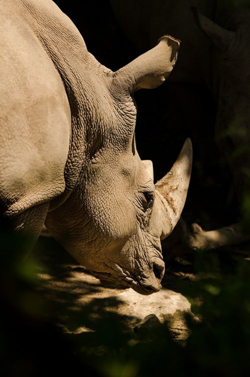 Rhino, Baltasis Raganas, Raganos, Pachyderm, Ragas, Žinduolis, Laukinės Gamtos Fotografija, Zoologijos Sodas