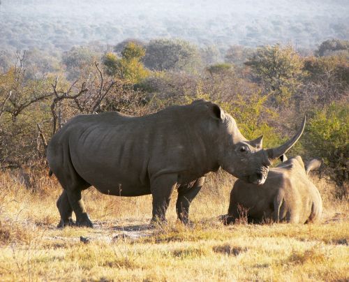 Rhino, Safari, Afrika, Laukinė Gamta, Gyvūnas, Raganos, Nykstantis