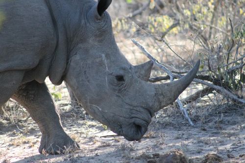 Rhino, Gyvūnas, Afrika, Ragas