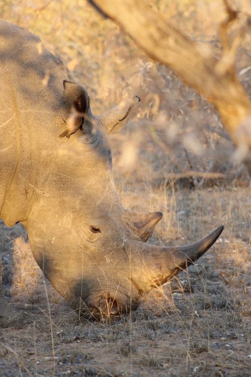 Rhino, Ragas, Afrika, Saulėlydis, Safari