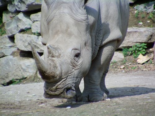 Rhino, Žinduolis, Didelis Žaidimas, Afrika, Safari, Zoologijos Sodas, Salzburg