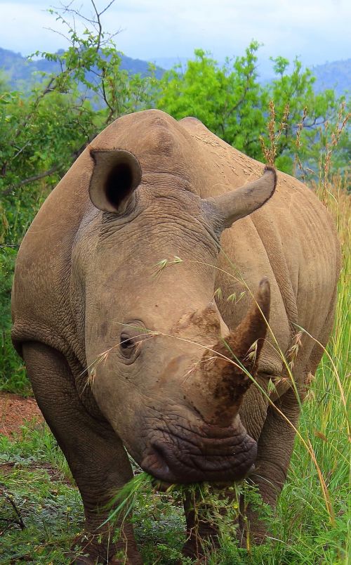 Rhino, Didelis 5, Afrika