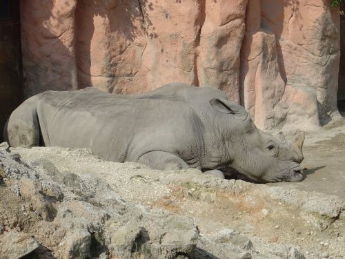 Rhino, Zoologijos Sodas