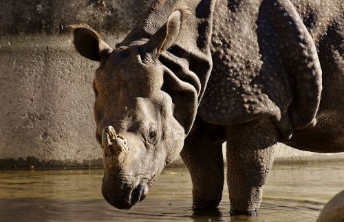 Rhino, Gyvūnų Pasaulis, Pachyderm, Raganos, Zoologijos Sodas, Oda, Didelis Žaidimas, Panzer, Tierpark Hellabrunn, Munich