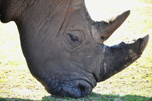 Rhino, Zoologijos Sodas, Gyvūnai, Žinduolis, Ragas