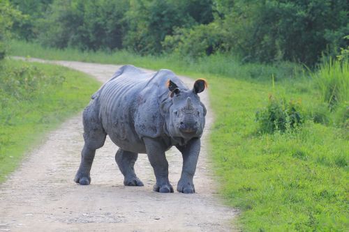 Rhino, Kaaziranga, Agresyvus