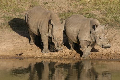 Rhino, Laukinė Gamta, Afrika