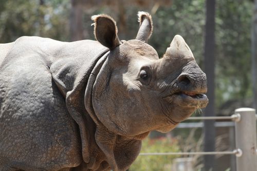 Rhino, Gyvūnas, Laukinė Gamta, Laukiniai, Zoologijos Sodas, Safari, Raganos