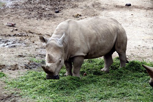 Rhino,  Zoo,  Safari,  Laukinių,  Gyvūnas Gruboskóre,  Afrikoje,  Gyvūnas