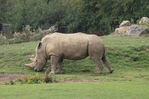 Rhino, Gyvūnas, Zoologijos Sodas, Raganos, Afrika