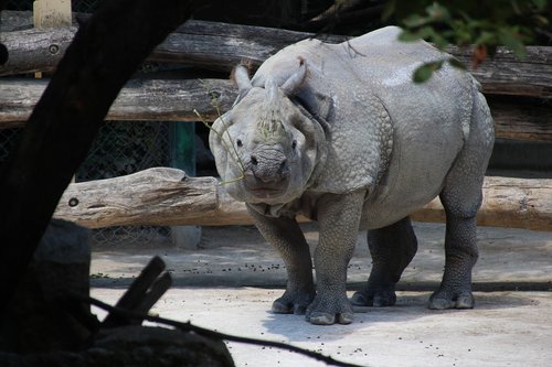Rhino,  Zoo,  Viena,  Schönbrunn,  Gyvūnas,  Gyvūnas Gruboskóre