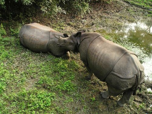 Rhino, Nepalas, Nacionalinis Parkas, Chitwan