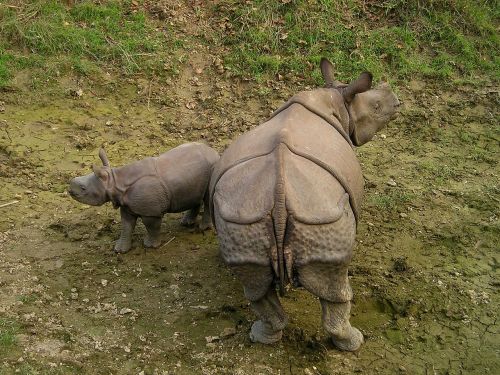 Rhino, Nepalas, Nacionalinis Parkas, Chitwan