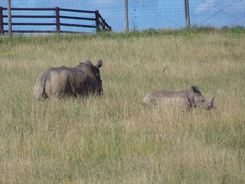 Rhino, Pietų Baltasis Raganas, Laukiniai Gyvūnai, Afrika, Laukinė Gamta, Išsaugojimas, Raganos, Safari, Kūdikis, Motina