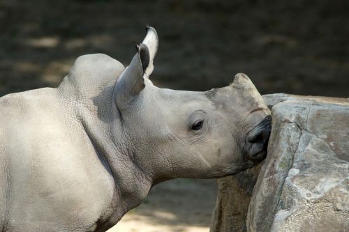 Rhino, Baltasis Raganas, Kūdikių Raganas, Jaunas Gyvūnas, Gyvūnas, Perisodactyla, Afrika, Stepė, Raganos, Galva