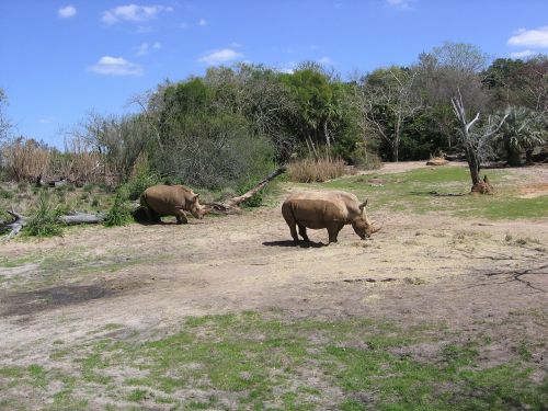 Rhino, Raganos, Safari, Laukinė Gamta, Gyvūnas, Afrika